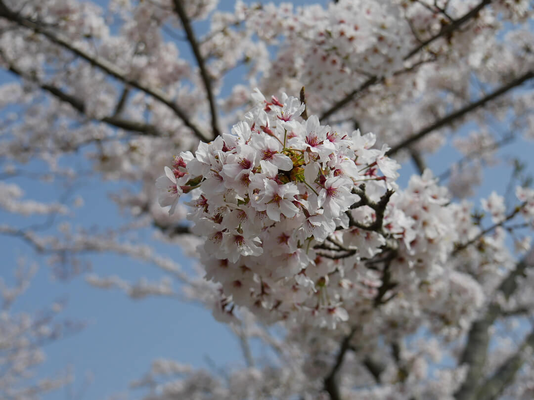 摂津峡桜公園は夜桜も綺麗な3000本の桜がお出迎えする高槻市の名所 みんなのじもと