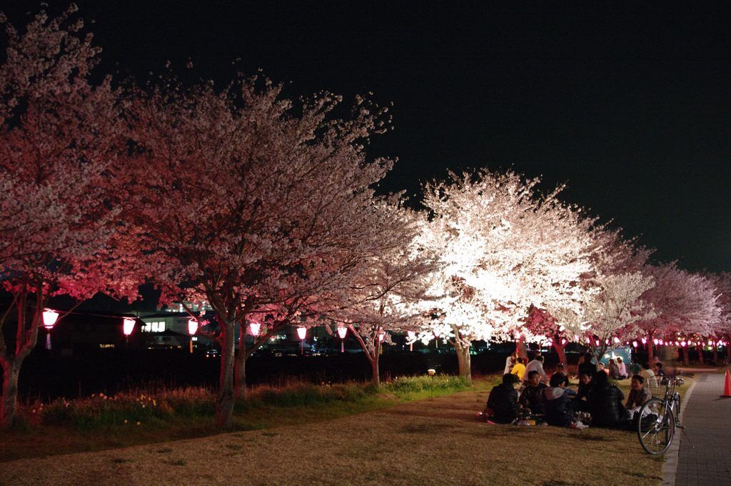 高槻市のお花見スポットなら3000本以上の桜が咲く摂津峡桜公園へ