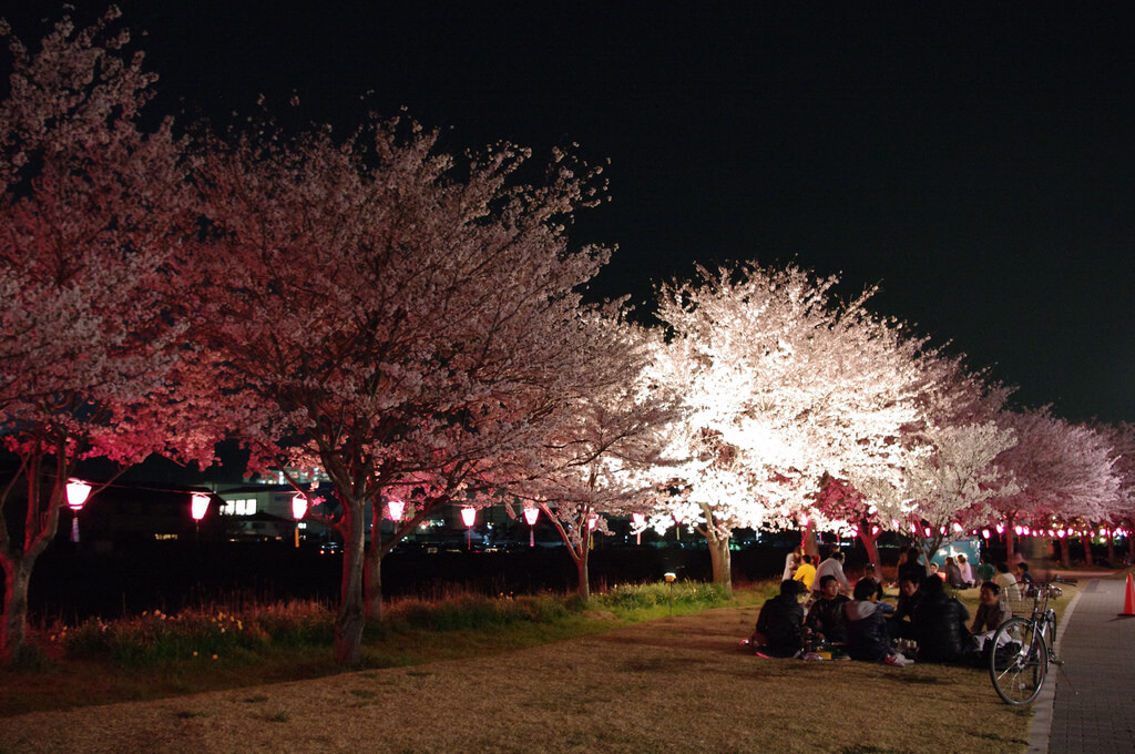 高槻市のお花見スポットなら3000本以上の桜が咲く摂津峡桜公園へ