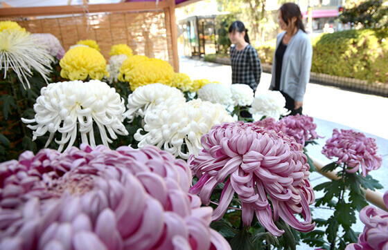 ついに50回「高槻市菊花展」高槻市役所で美しい菊の花の大会が開催