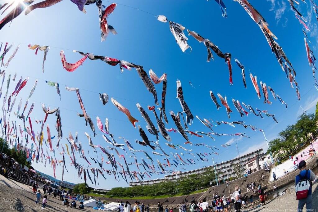 芥川桜堤公園 こいのぼりフェスタ 1000匹の鯉のぼりが空を舞う みんなのじもと