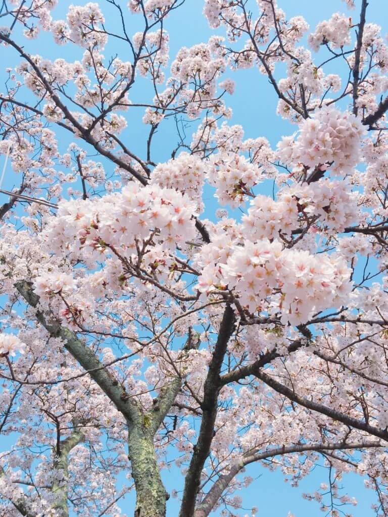 ♡三月桜ページ♡ 櫻坂46、新曲「桜月」を先行配信＆三期生の参加が決定 | Daily News