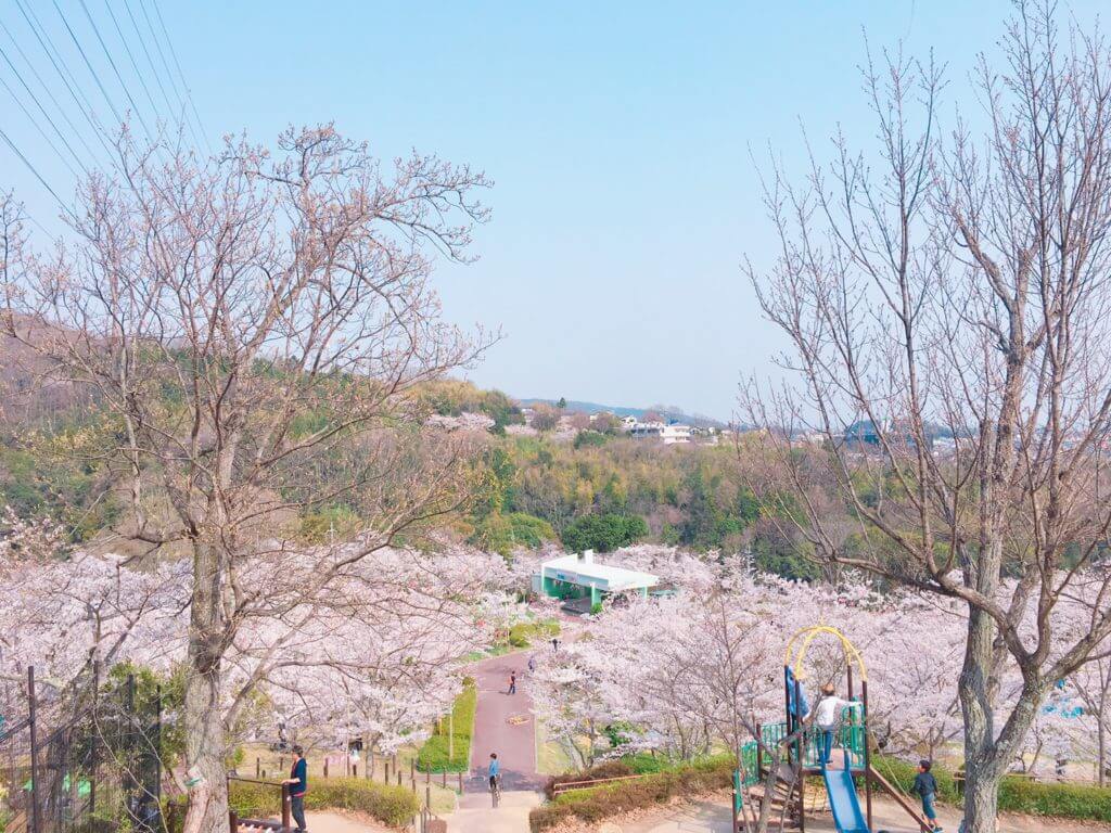 大阪府高槻市 摂津峡桜公園 は桜の絨毯が見れる絶景スポットです みんなのじもと