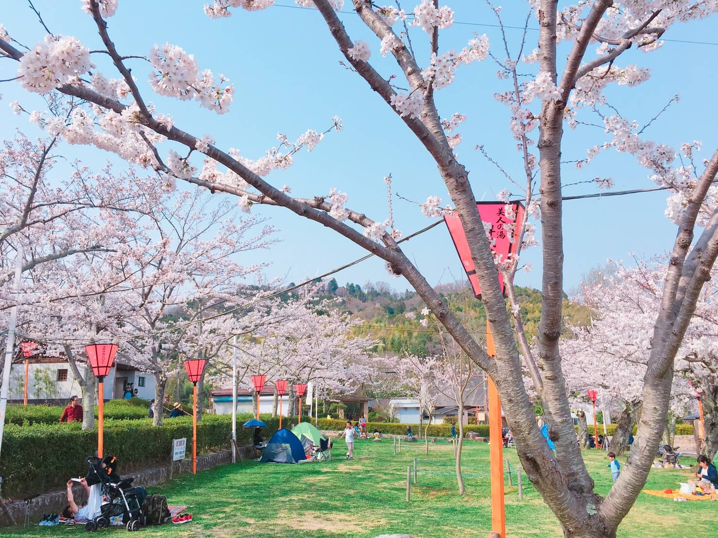 大阪府高槻市「摂津峡桜公園」は桜の絨毯が見れる絶景スポットです