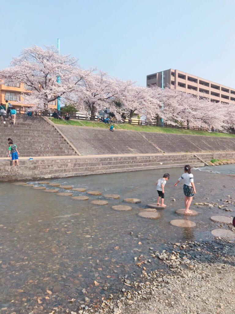 芥川桜堤公園ゆめ桜通 4月はお花見や鯉のぼりフェスタを楽しもう みんなのじもと