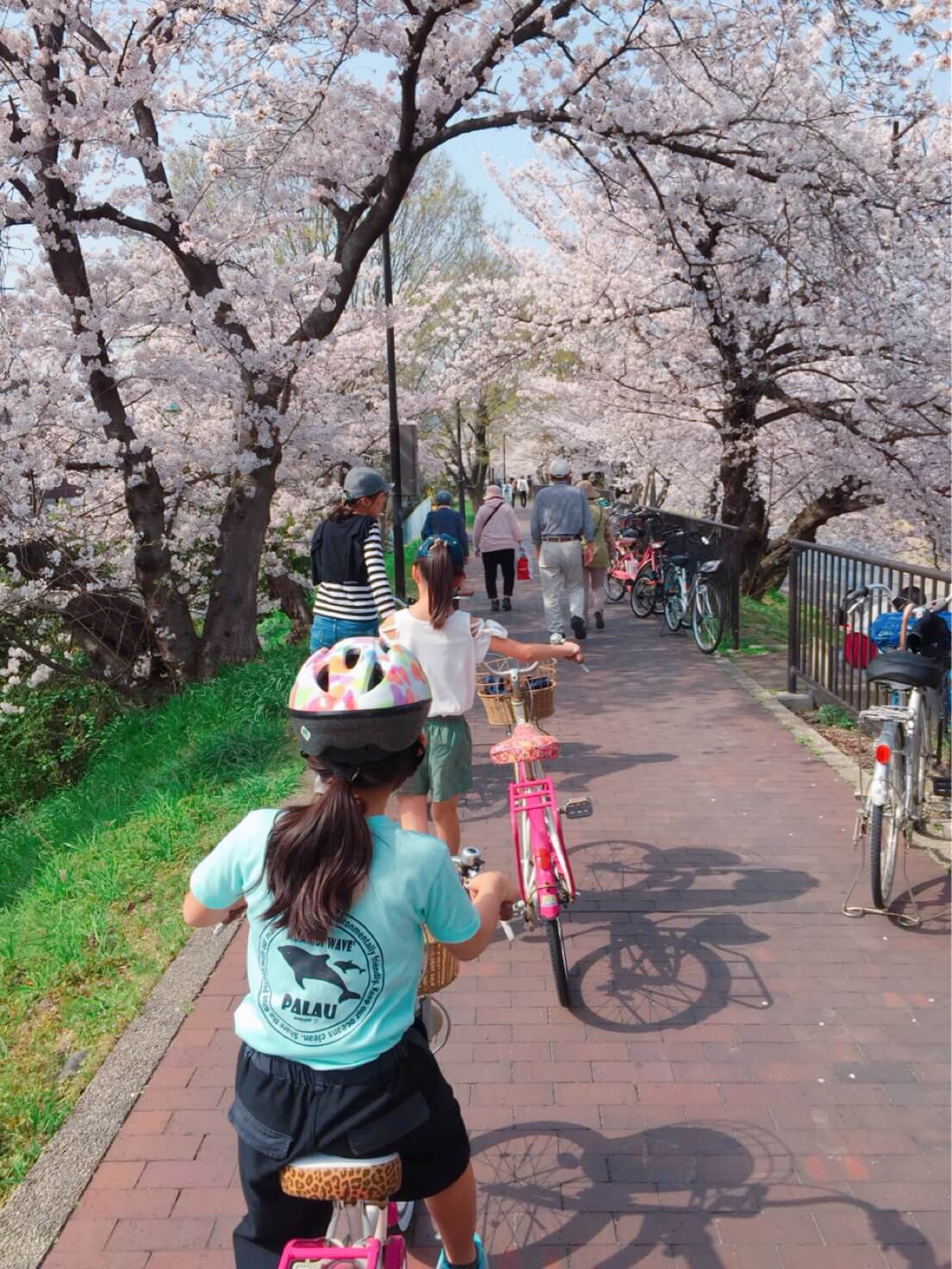 芥川桜堤公園ゆめ桜通 4月はお花見や鯉のぼりフェスタを楽しもう みんなのじもと 芥川桜堤公園ゆめ桜通 4月はお花見や鯉のぼりフェスタを楽しもう みんなのじもと