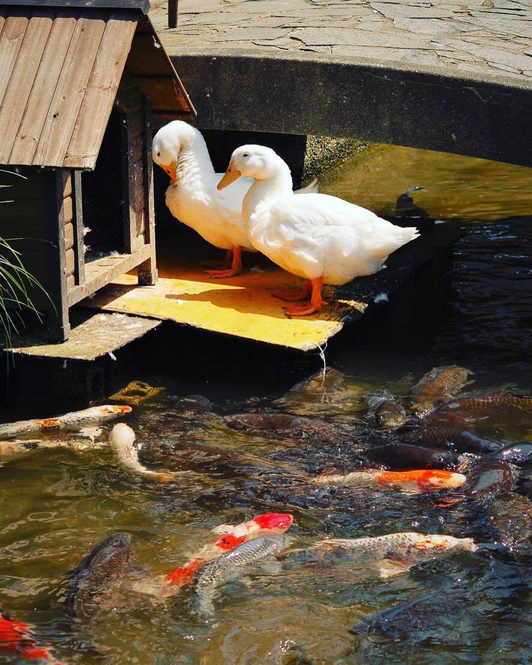 島根県「津和野温泉宿わた屋」は天然水と地場の食材料理が絶品