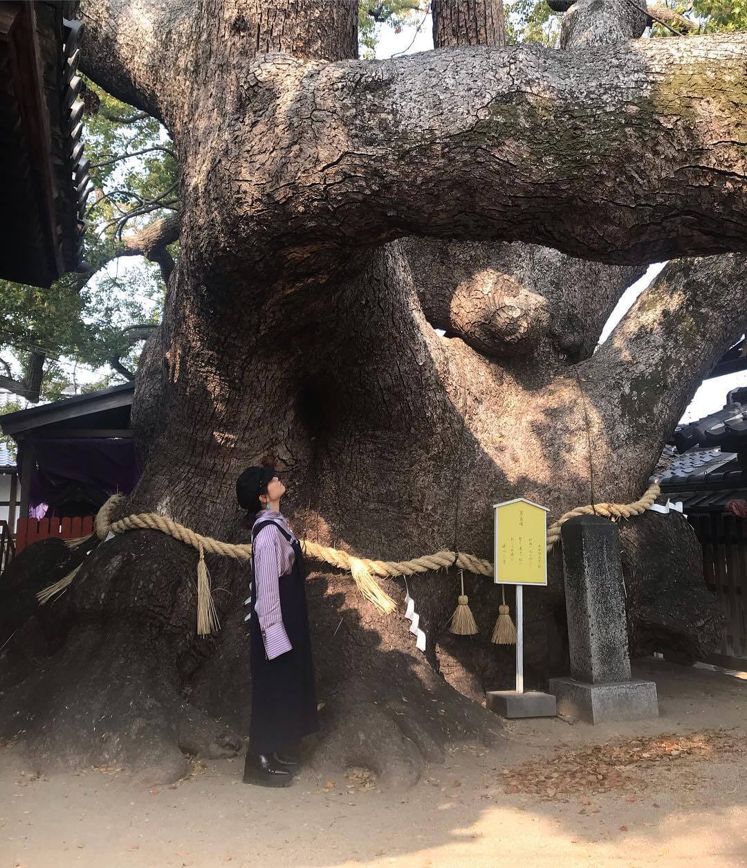 門真市三島神社の御神木「薫蓋樟」は全長が太すぎる超パワースポット│みんなのじもと
