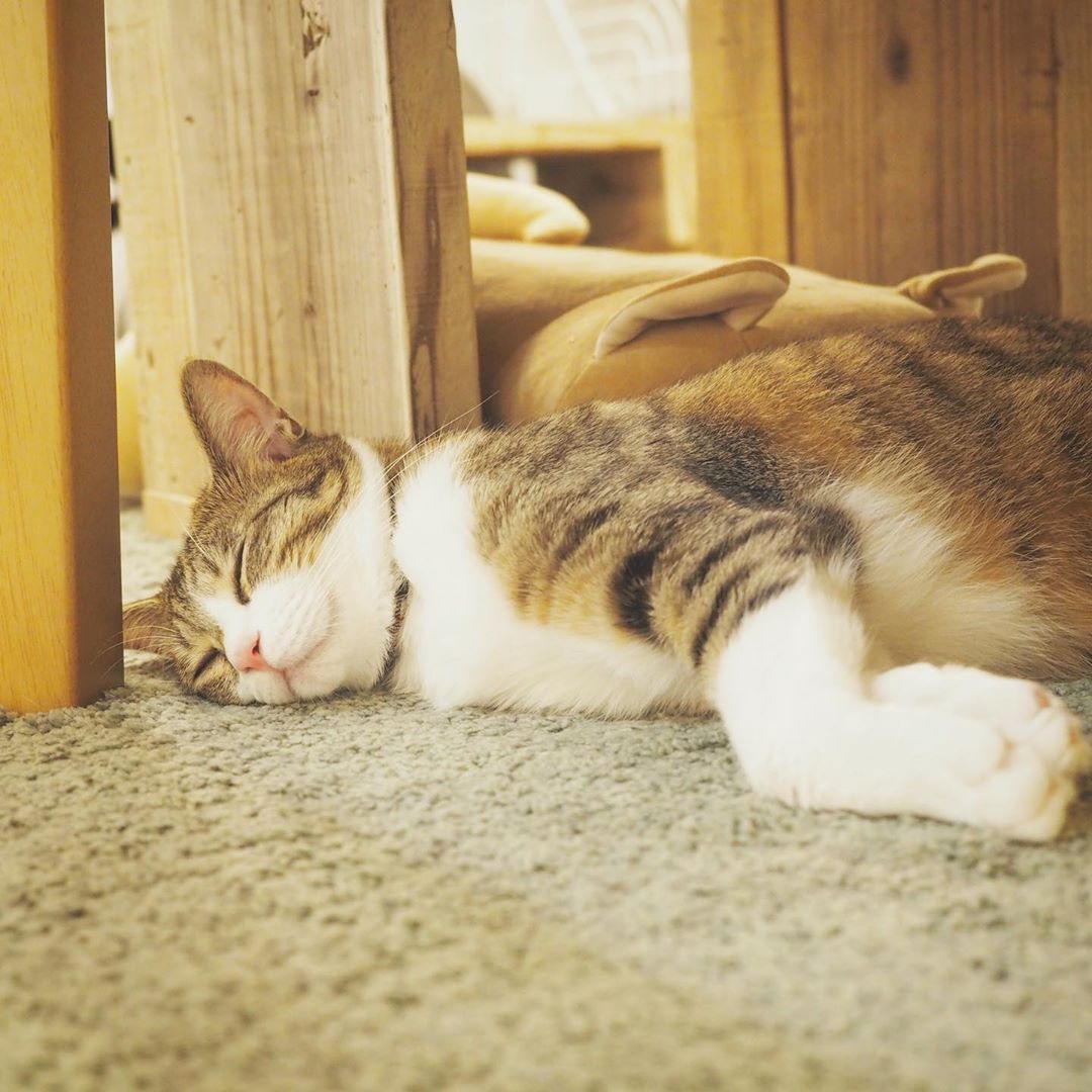 天神橋六丁目駅のSAVE CAT CAFEは保護猫の里親制度もある猫カフェ