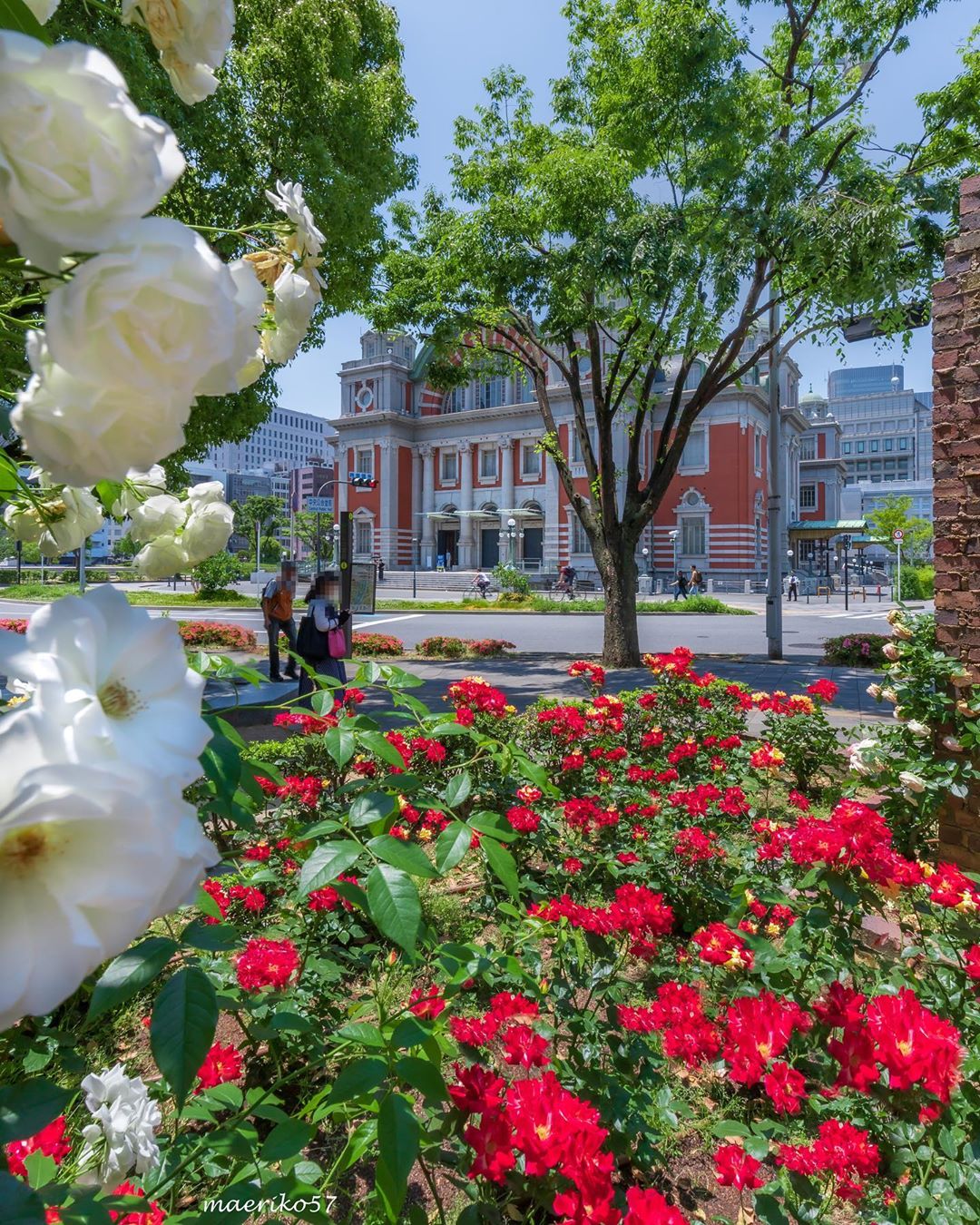 中之島公園のバラ園は3,700株ものバラが咲き誇る密かな観光スポット