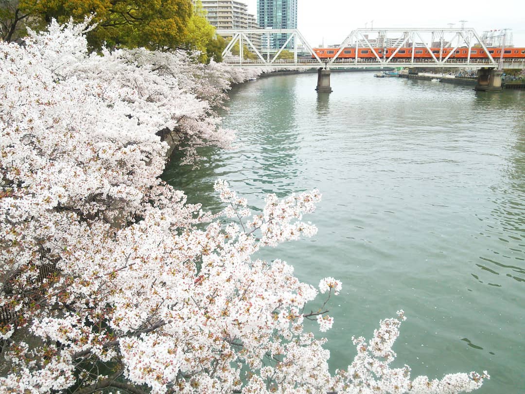 水上バス「アクアライナー」桜のお花見と水都大阪を堪能できる観光船