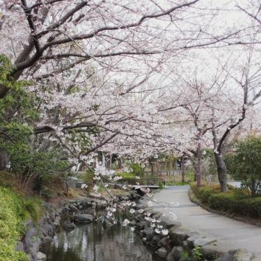 江戸川区「行船公園」は満開の桜や無料動物園もある都会のオアシス