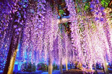 徳島県石井町「地福寺の藤まつり」美しい藤の花が見れる春の風物詩