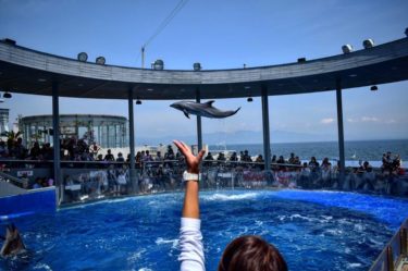 大分マリーンパレス水族館「うみたまご」はショーが近すぎると話題