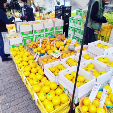 高知県名物「土佐の日曜市」新鮮な野菜や果物が買える歩行者天国