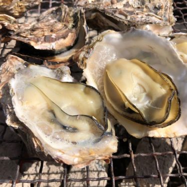 【カキ雑学】広島県民は生牡蠣をほとんど食べない理由って知ってる？