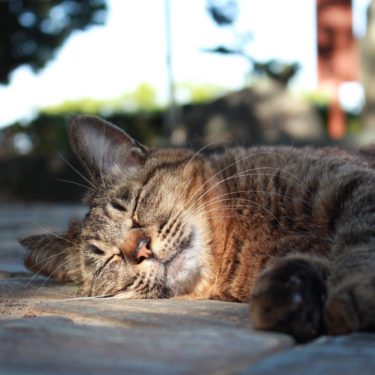 黒猫をさすると願いが叶う 王子神社 は猫神さまが祀られる神社 みんなのじもと