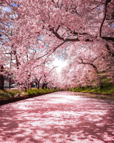 青森県の観光なら絶対外せない弘前城と弘前公園の桜はこの世の絶景