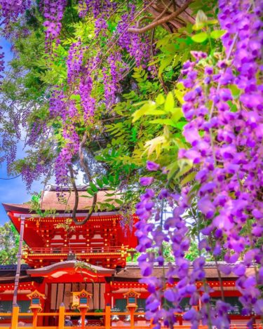 奈良観光の定番「春日大社国宝殿」の朝拝に無料参加でリフレッシュ