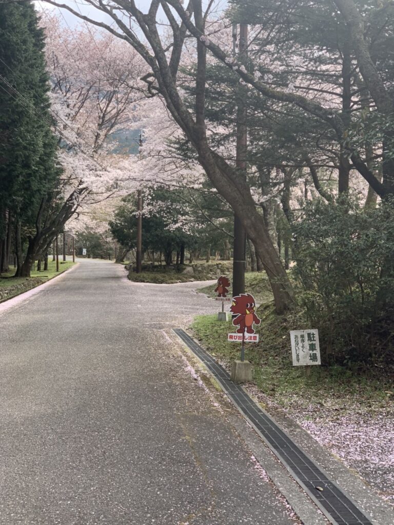 丹波少年自然の家」で桜のお花見やBBQ！家族でキャンプファイヤーもOK