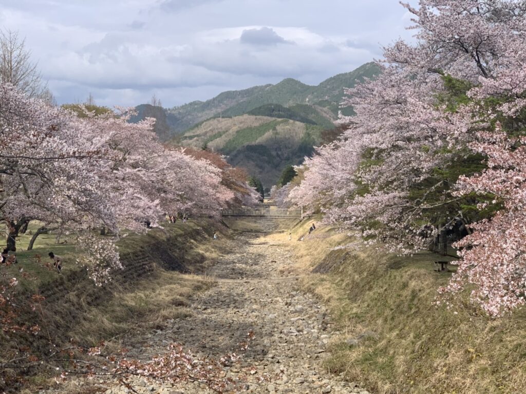 丹波少年自然の家」で桜のお花見やBBQ！家族でキャンプファイヤーもOK