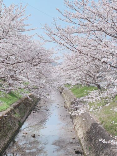 駐車場も完備で便利！丹波市でお花見するなら黒井川沿いの桜堤がおすすめ