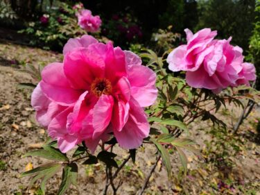 丹波市立薬草薬樹公園･丹波の湯は薬草やご飯も楽しめるリフレッシュ施設
