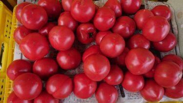 元格闘家「山内青果店パンチィーファーム」の新鮮野菜は絶品で安心です