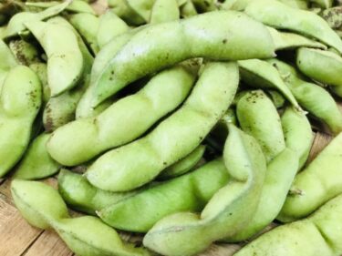 丹波黒枝豆のオーナーになって就労支援！丹波ごきげん倶楽部って何？